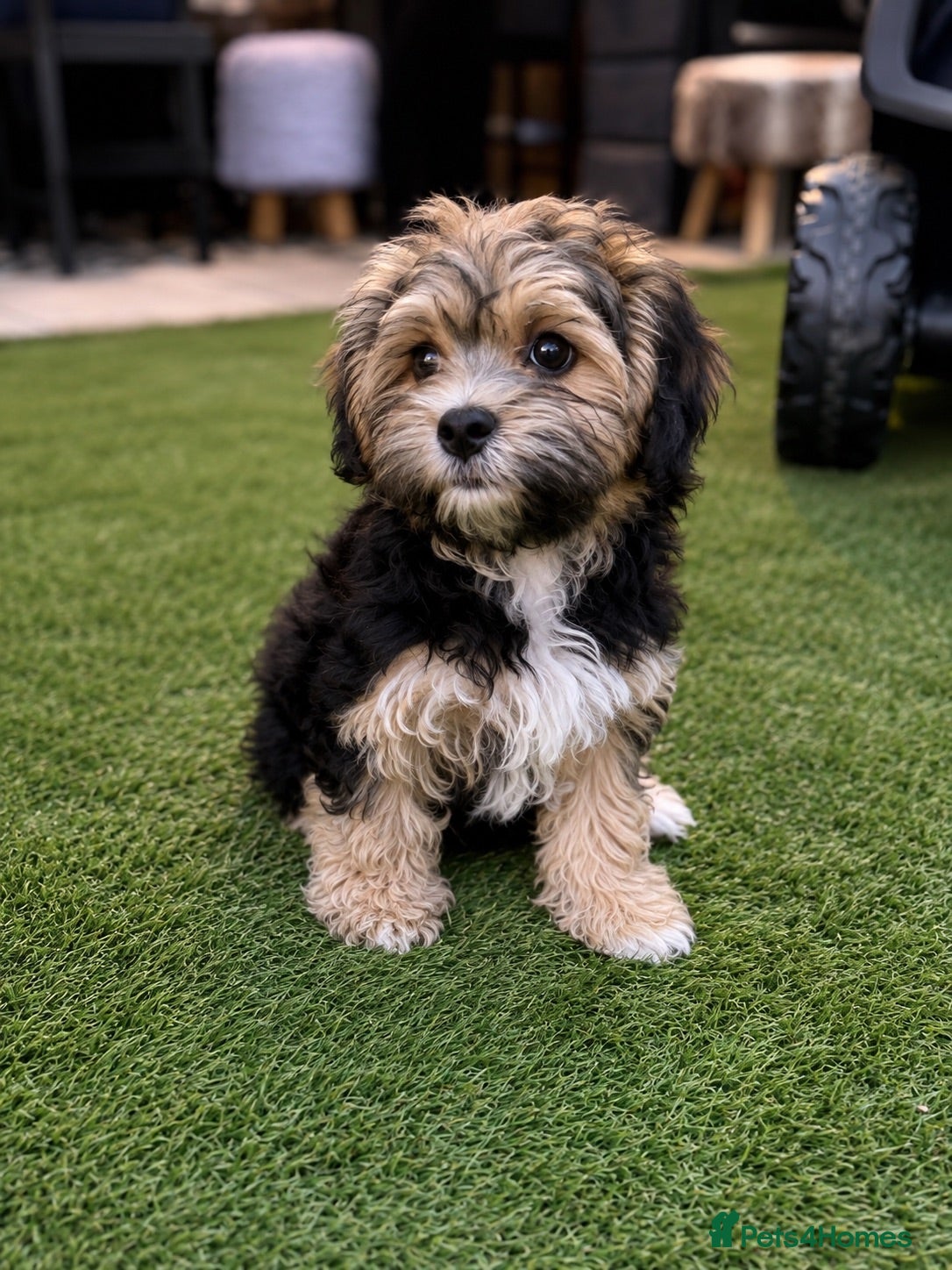 Zuchon dogs Gorgeous Loving Bichon ** hish Tzu Puppy - Advert 6