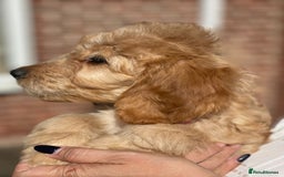 Irish Doodle dogs for sale: Beautiful Irishdoodles - Image 5