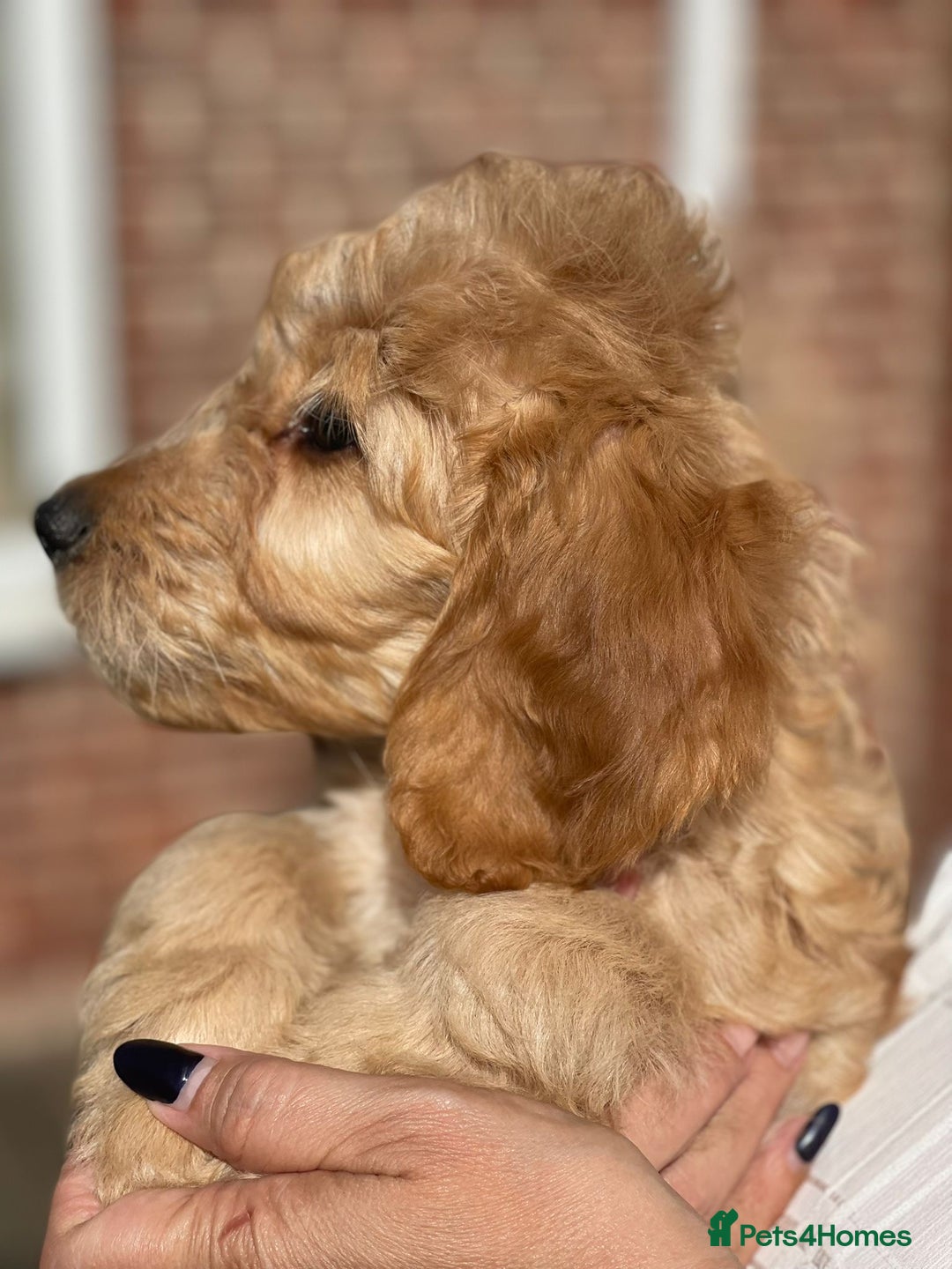 Irish Doodle dogs for sale: Beautiful Irishdoodles - Image 5
