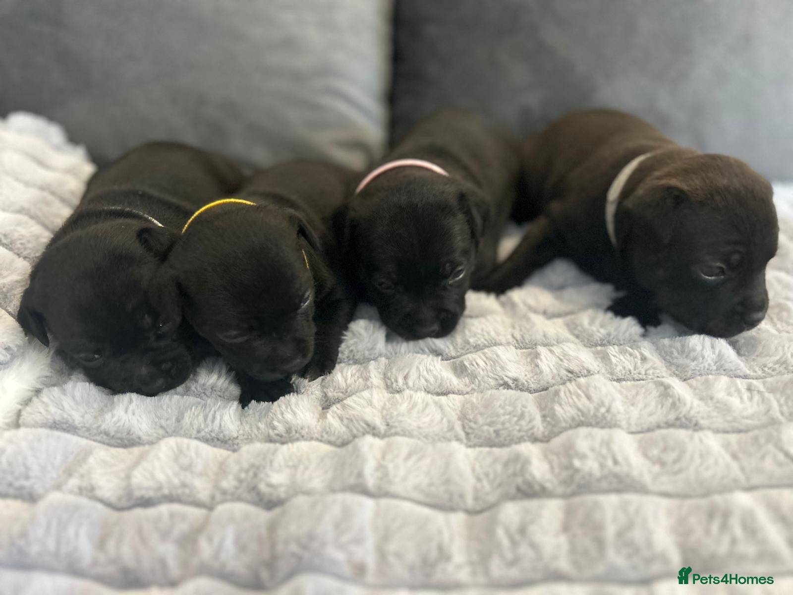 Staffordshire Bull Terrier dogs Staffordshire bull terrier 3 black girls left 😍 - Advert 2