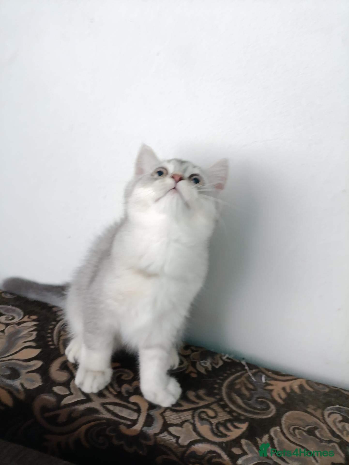British Shorthair cats Shinshilla  kitten  - Advert 1