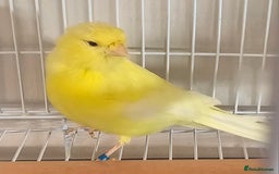 Canaries birds for sale: Stunning Yellow Canary available - Image 1