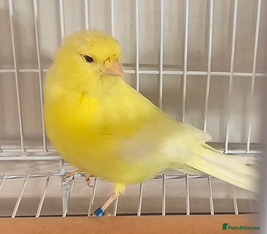 Canaries birds for sale: Stunning Yellow Canary available - Image 1
