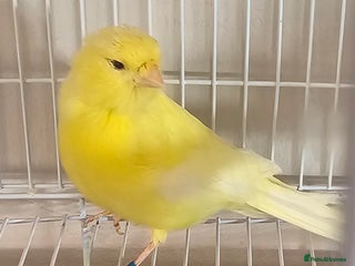 Canaries birds - Advert 4