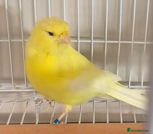 Canaries birds - Advert 7
