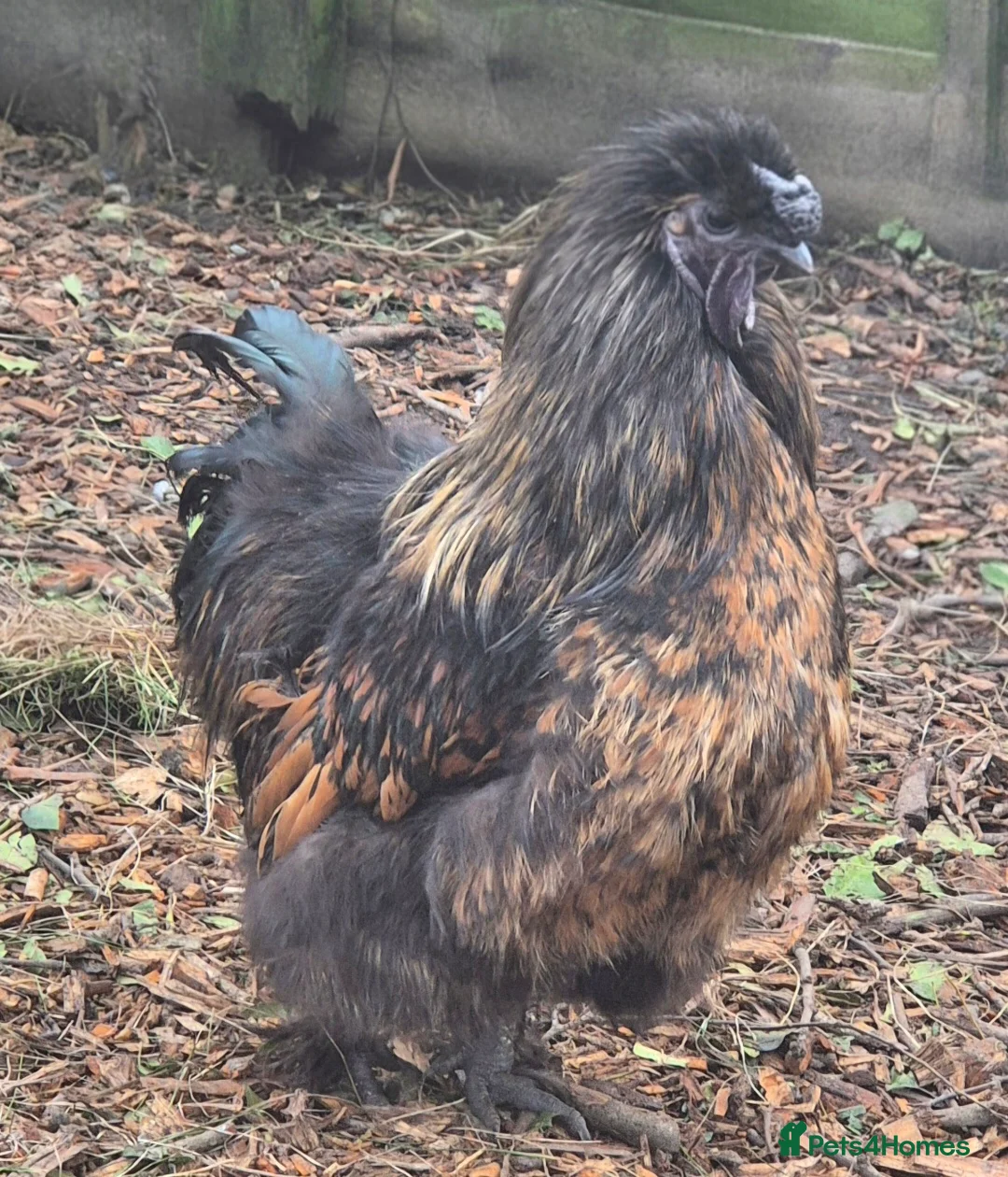 Hens poultry for sale: Pair of silkies.  - Advert 2