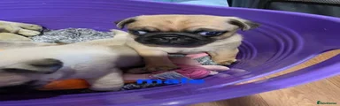 Pug 2