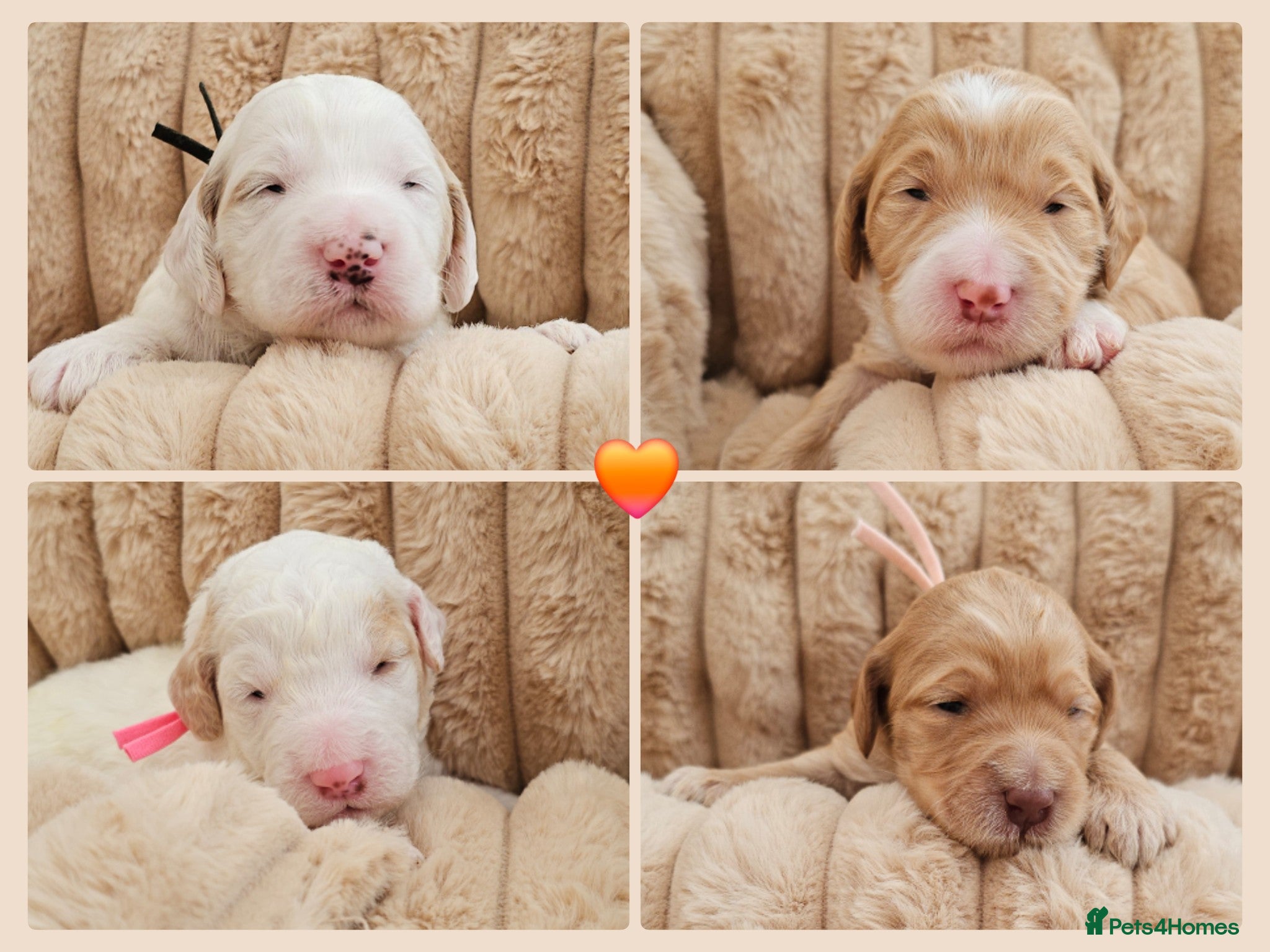 Australian Labradoodle dogs AUSTRALIAN LABRADOODLES❣️HEALTH TESTED PARENTS 🐾 - Advert 1