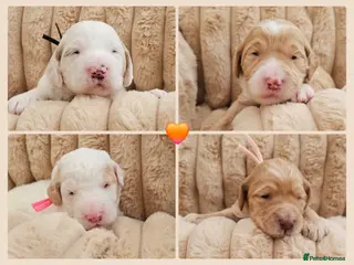 Australian Labradoodle dogs AUSTRALIAN LABRADOODLES❣️HEALTH TESTED PARENTS 🐾 - Advert 1