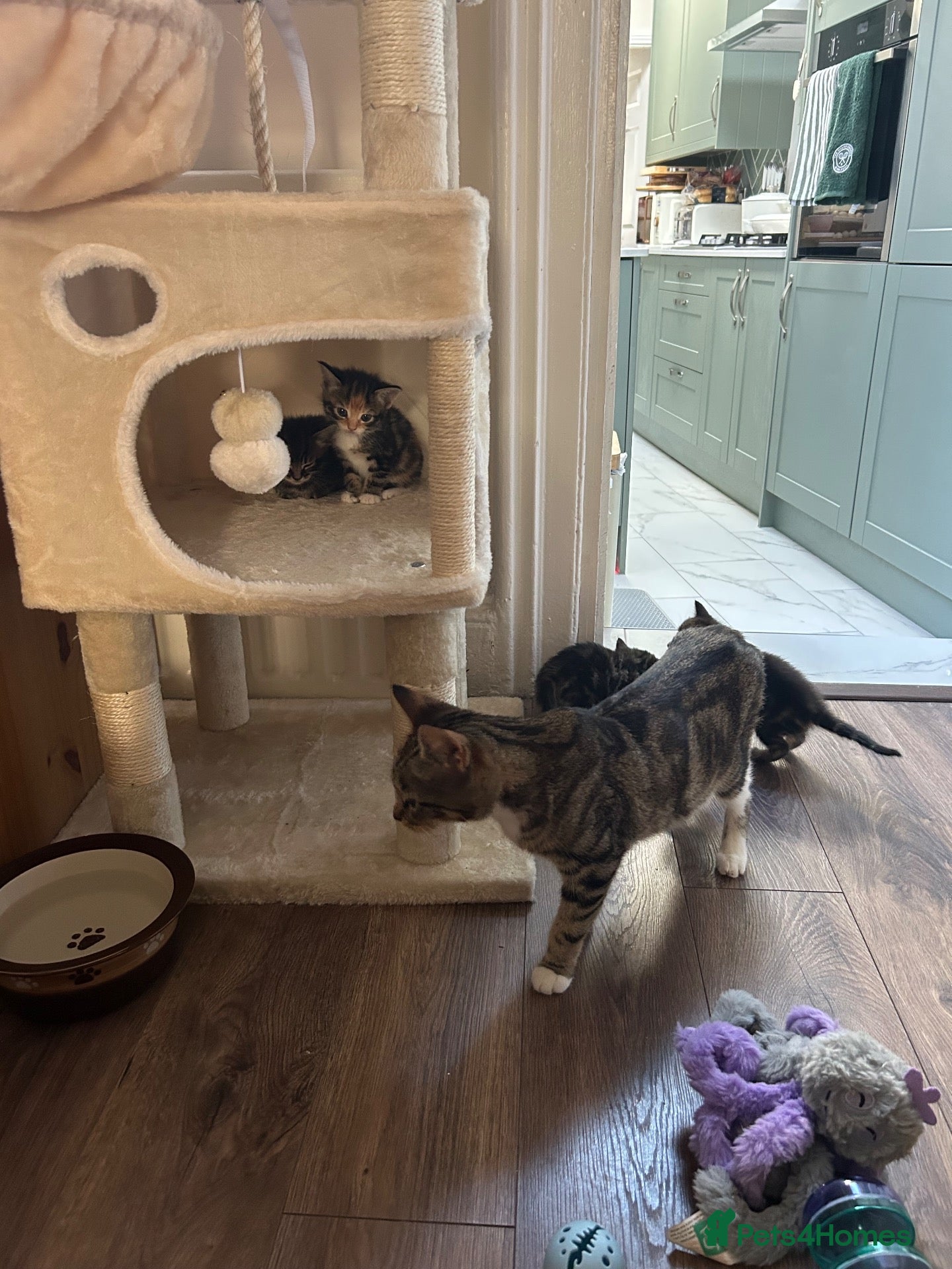 Mixed Breed cats Tabby kittens for sale - Advert 2
