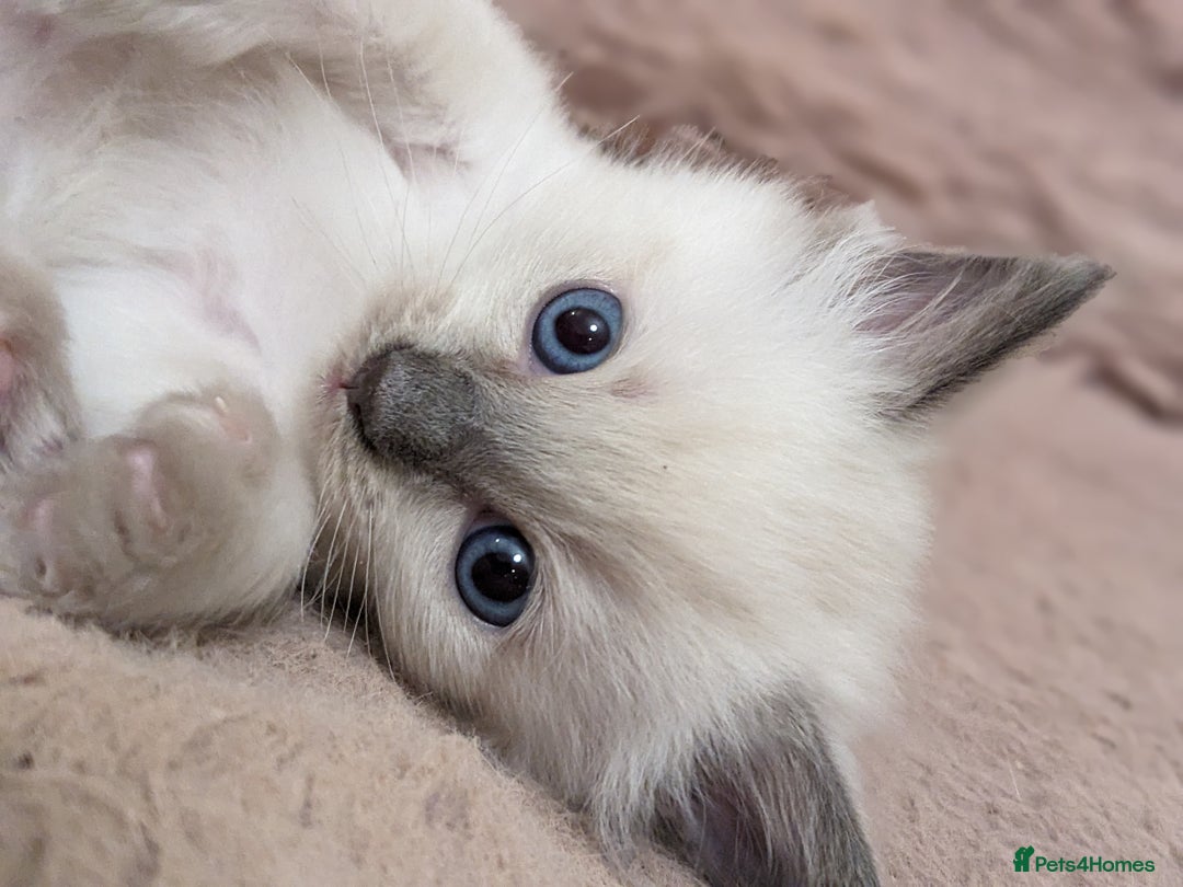 Ragdoll cats for sale: Blue point purebred ragdoll girl  - Image 6