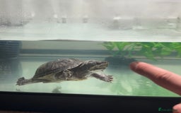 Turtle reptiles for sale: Confident Musk turtle  - Image 3