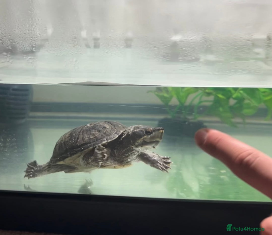 Turtle reptiles for sale: Confident Musk turtle  - Image 3