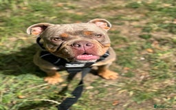 Olde English Bulldogge dogs for sale: Looking for his forever home  - Image 3