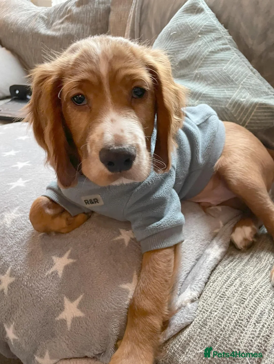 Cocker Spaniel dogs for stud: Cocker spaniel Stud in Kinross - Advert 2