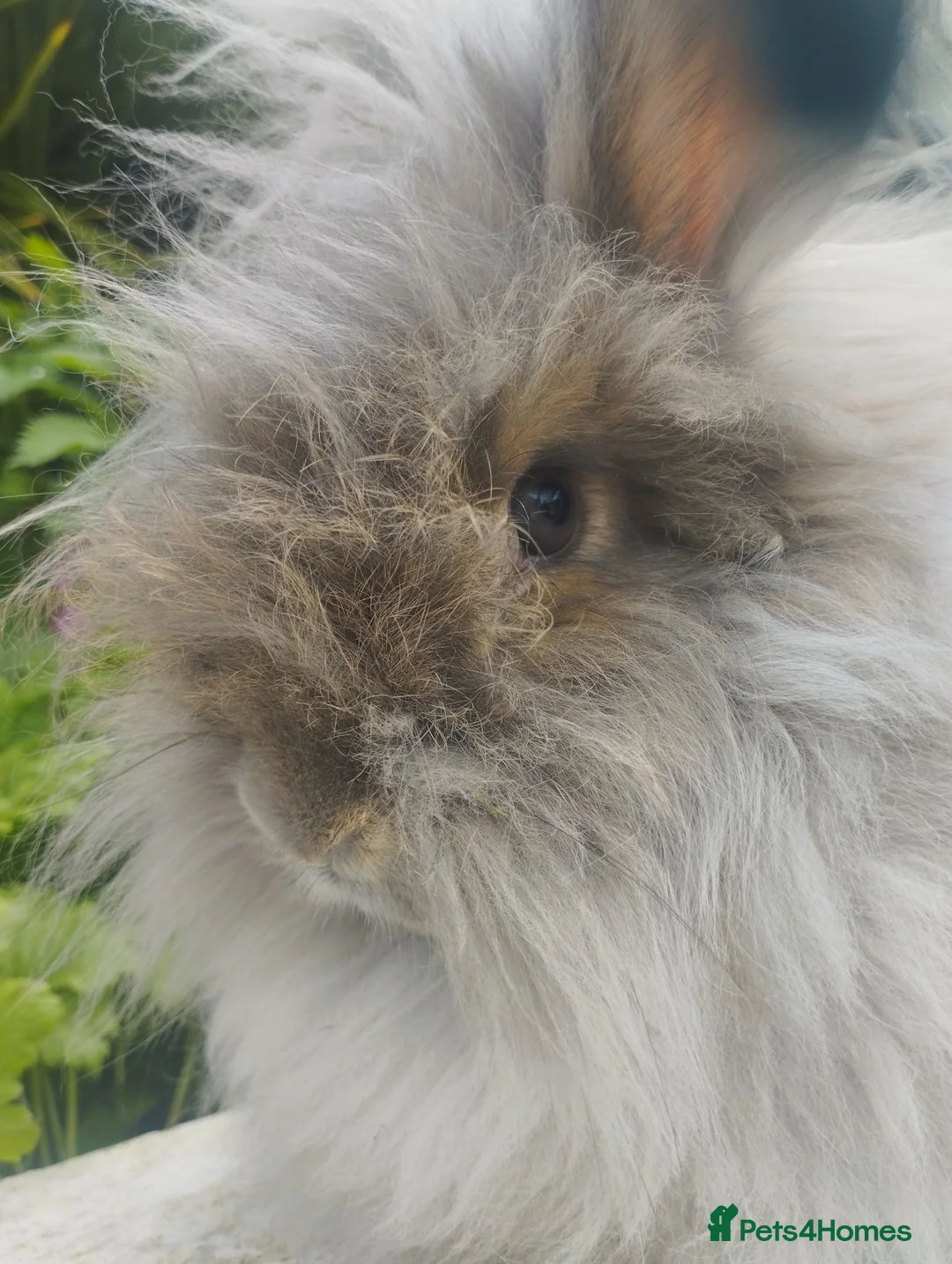 Angora rabbits for sale: Angora Doe looking for a home ❤️ - Advert 5