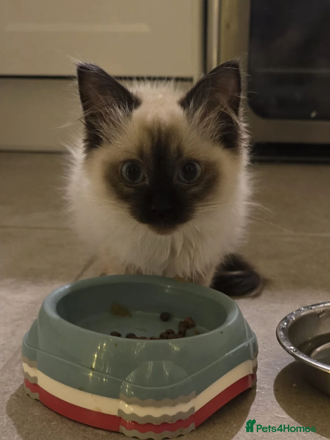 Ragdoll cats for sale: Ragdoll - Advert 24