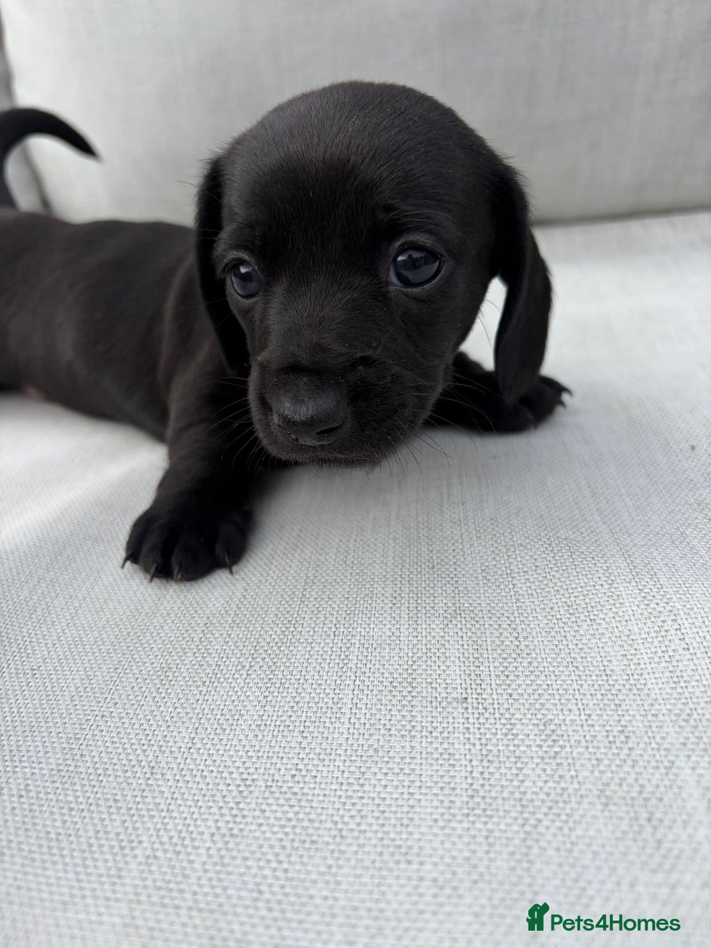 Miniature Dachshund dogs Unreal Rare colours, black,chocolate & creme - Advert 17