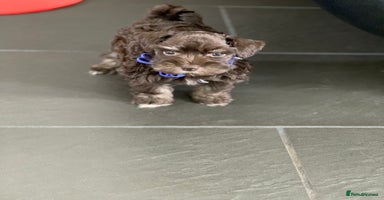 Miniature Schnauzer dogs - Advert 14