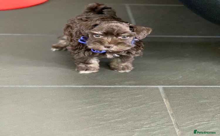 Miniature Schnauzer dogs - Advert 3