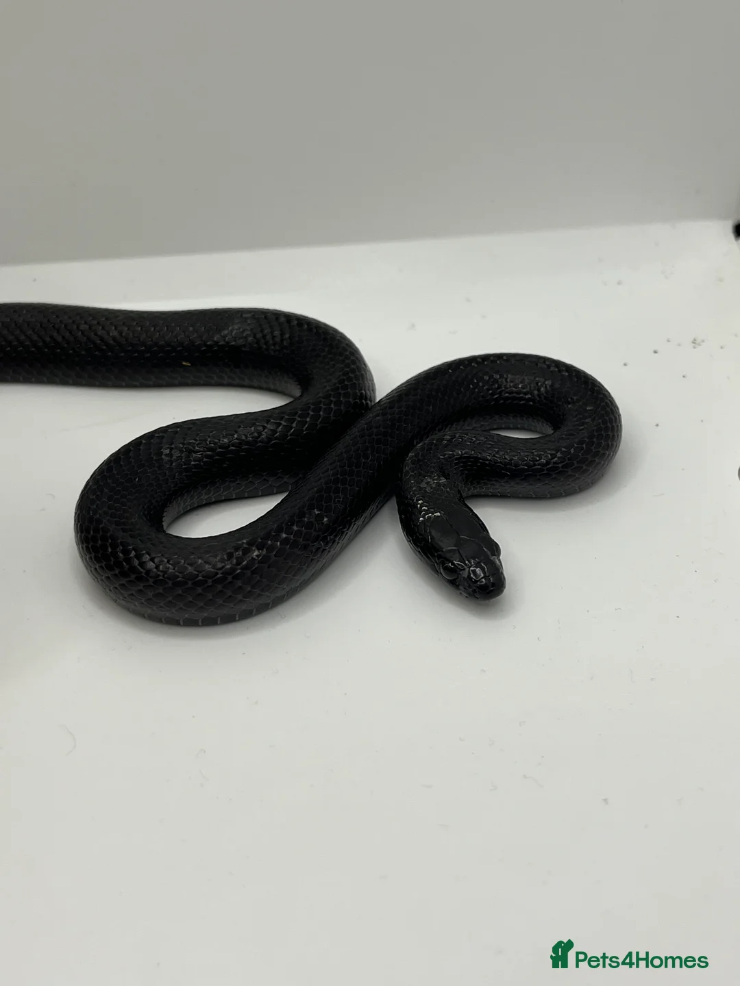King Snake reptiles for sale: Mexican Black king snake - Advert 2