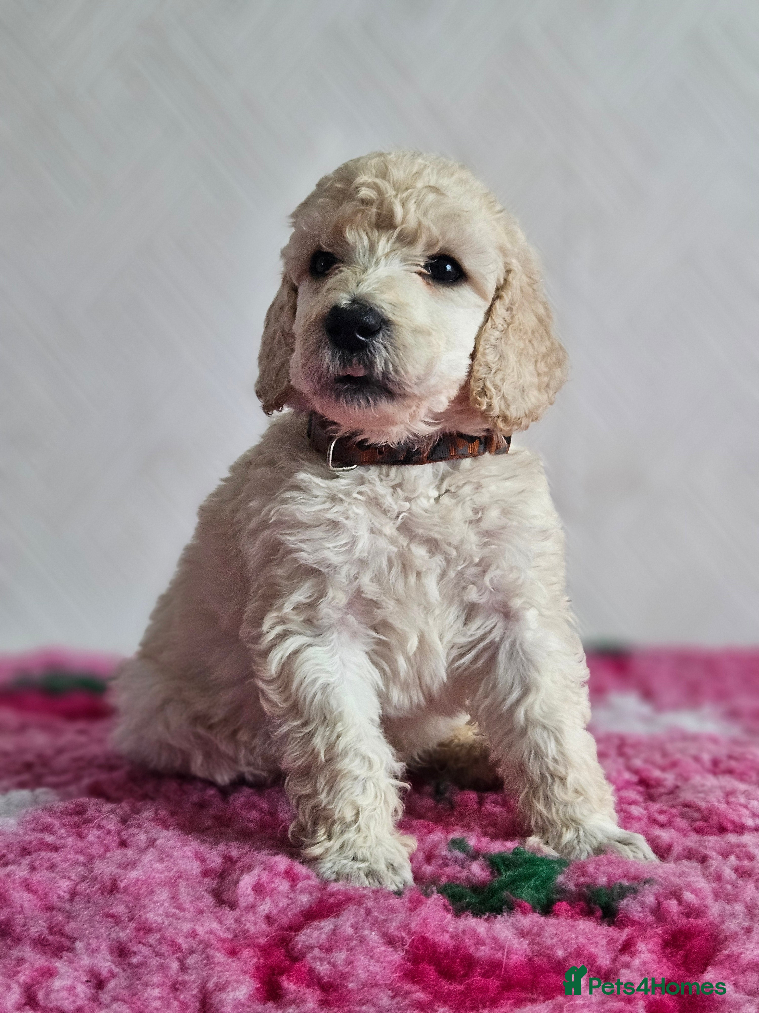 Standard Poodle dogs Kc Standard poodle boys  - Advert 1