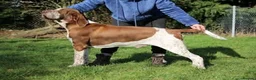 Bracco Italiano dogs for sale: Wonderful litter  - Advert 6