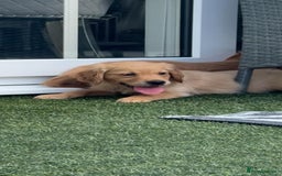 Golden Retriever dogs for sale: Golden Retriever Puppys - Image 2