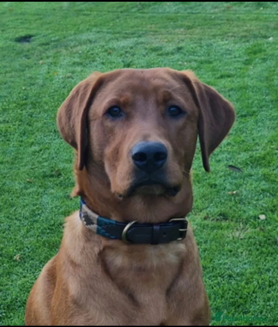 Labrador Retriever dogs for sale: KC Reg Fox Red Labrador Puppies Health Tested in Melton Mowbray - Advert 11