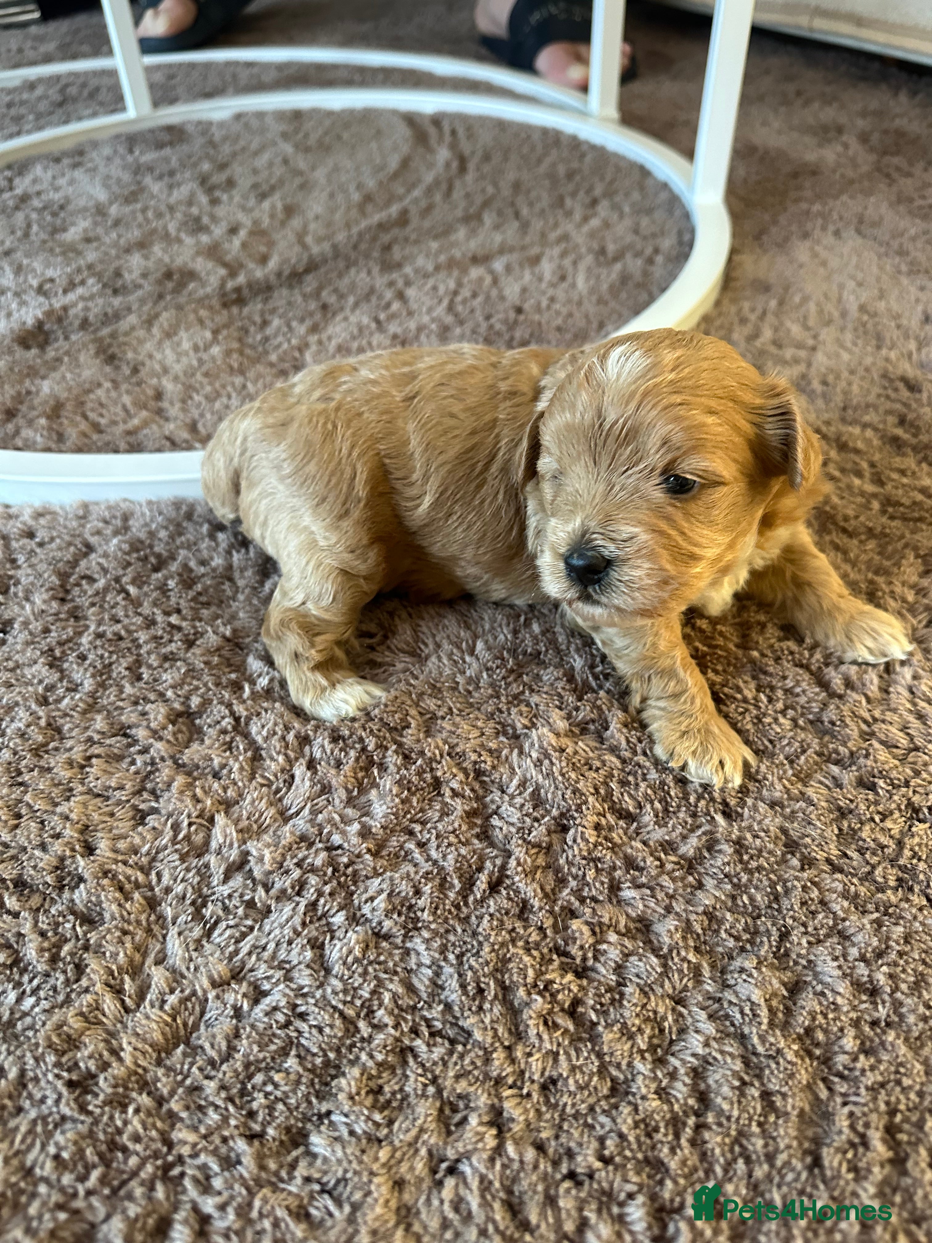 Maltipoo dogs Maltipoo Boy  - Advert 8