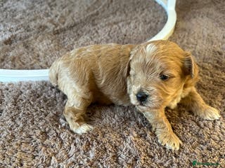 Maltipoo dogs Maltipoo Boy - Advert 6