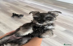 Miniature Schnauzer dogs for sale: Pure bred Miniature Schnauzers Puppies - Image 12