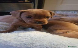 Mixed Breed dogs for sale: Frenchie x cockerpoo pups - Image 10