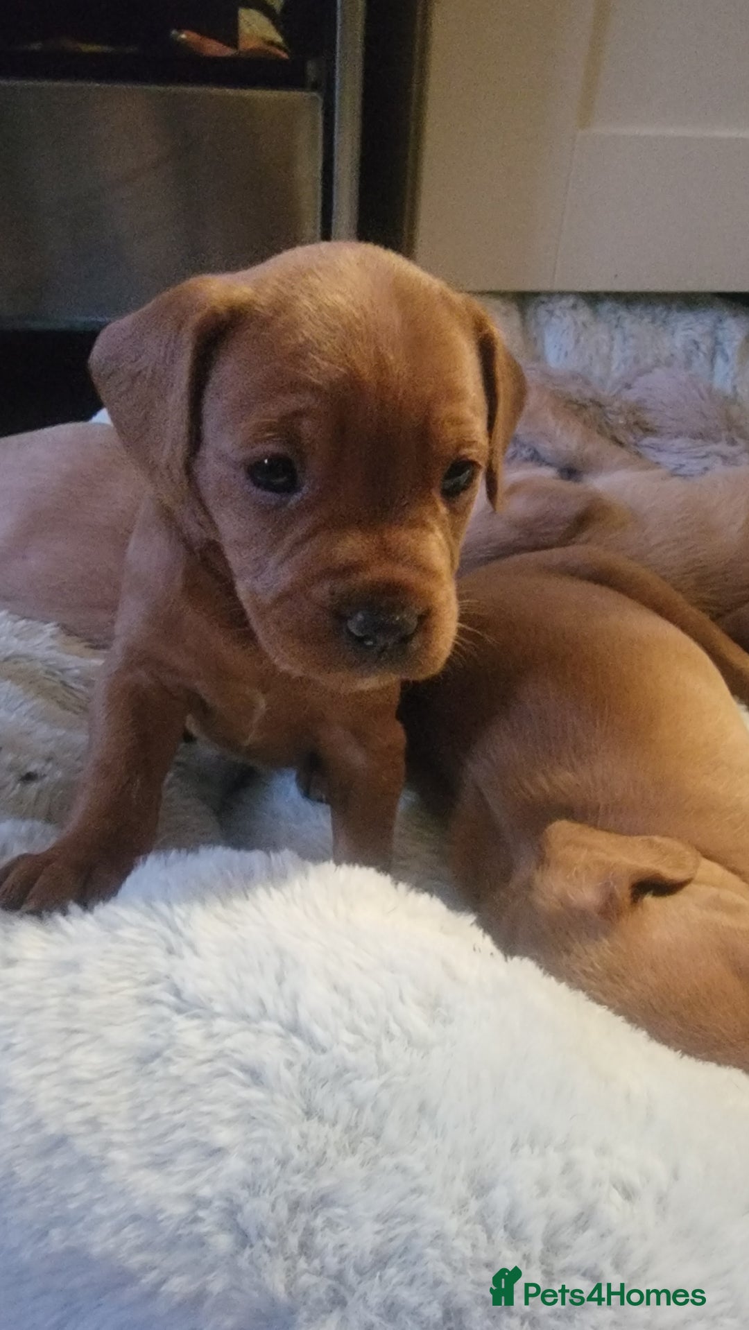Mixed Breed dogs for sale: Frenchie x cockerpoo pups - Image 10
