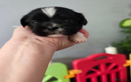 Shih Tzu dogs for sale: Shih Tzu puppies  - Image 7