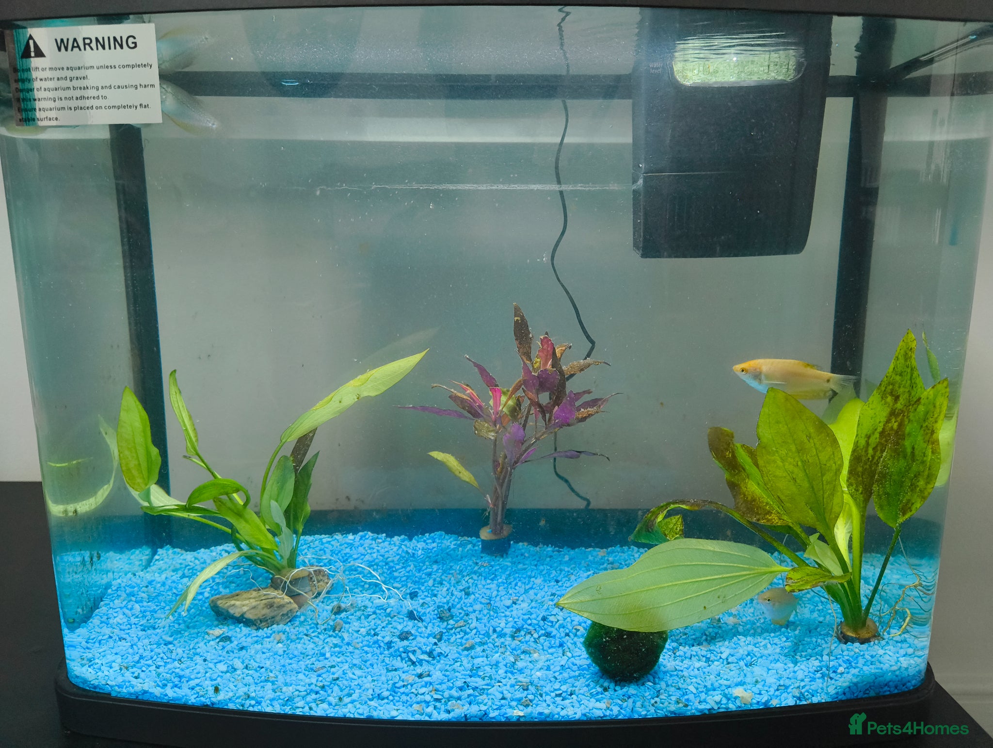 Gouramis fish tank and fish + accessories for sale - Advert 4