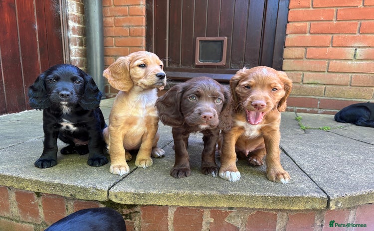 Sprocker dogs in Kidderminster - Advert 2