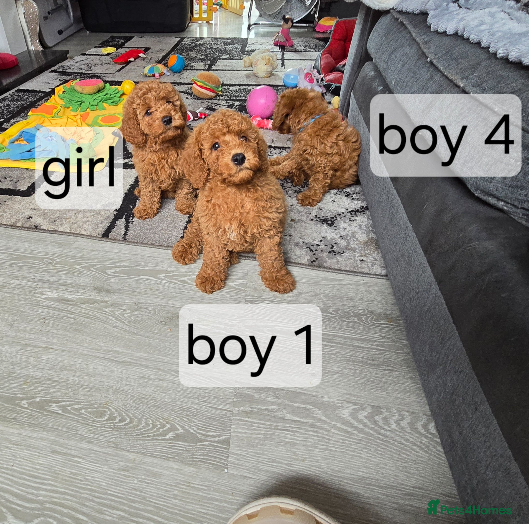 Cavapoo dogs 5 cavapoo pups ready to leave  - Advert 2