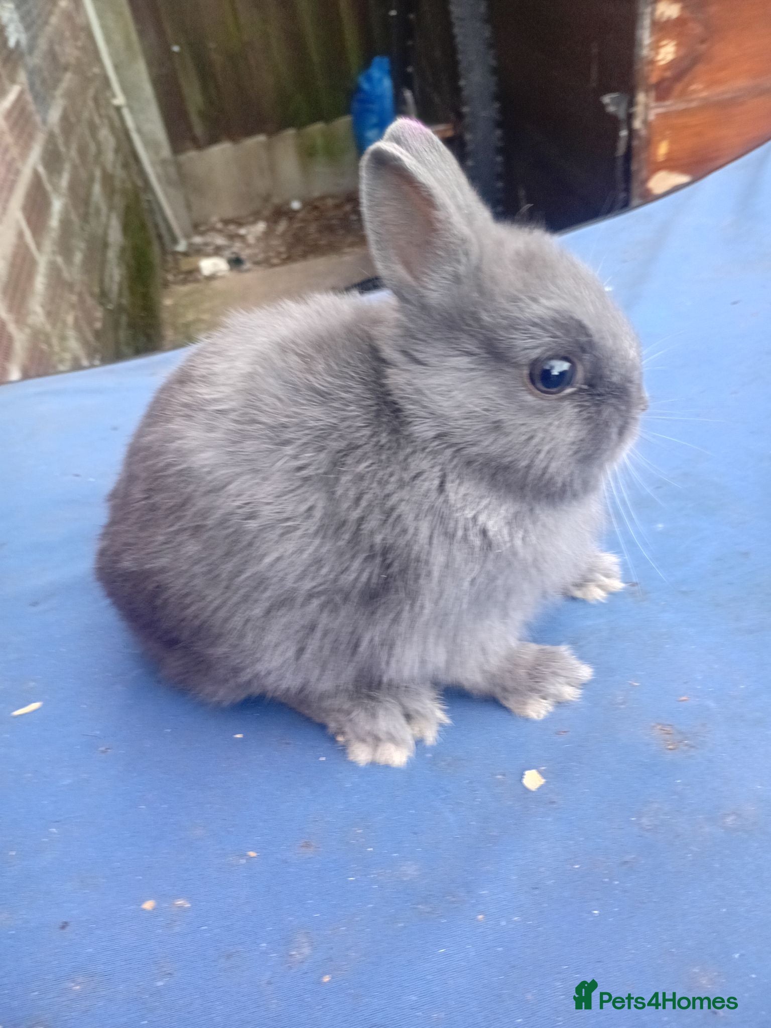 Netherland Dwarf rabbits Netherland dwarf brothers  - Advert 2