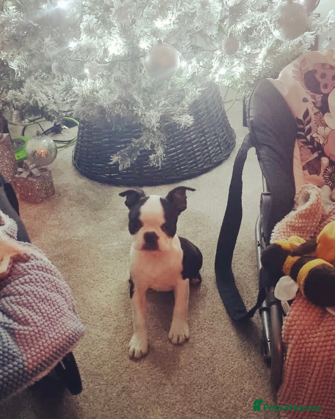 Boston Terrier dogs for sale: Boston Terrier Girl  - Image 8