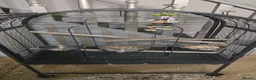 Ringnecks birds for sale: 2 indian ring necks in Rochdale - Advert 5