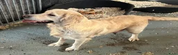 Golden Retriever dogs for sale: Lovely litter of Golden Retrievers  - Advert 7
