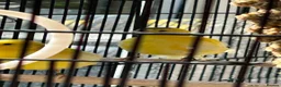 Canaries birds for sale: Fife Canaries in Chester-le-Street - Advert 5