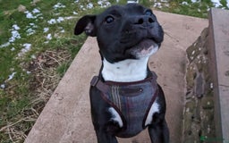 Staffordshire Bull Terrier dogs for stud: Mr Zeus  - Image 4