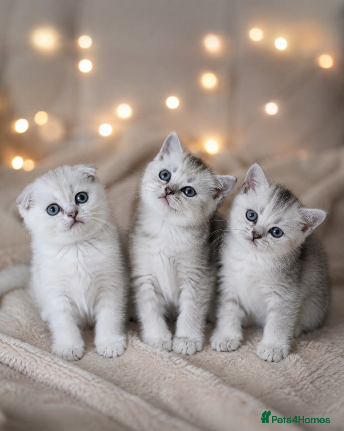 British Shorthair cats for sale: British Shorthair and Scottish Fold  - Advert 3
