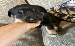 Mixed Breed dogs for sale: Kelpie x Border Collie pups available for new home - Image 6