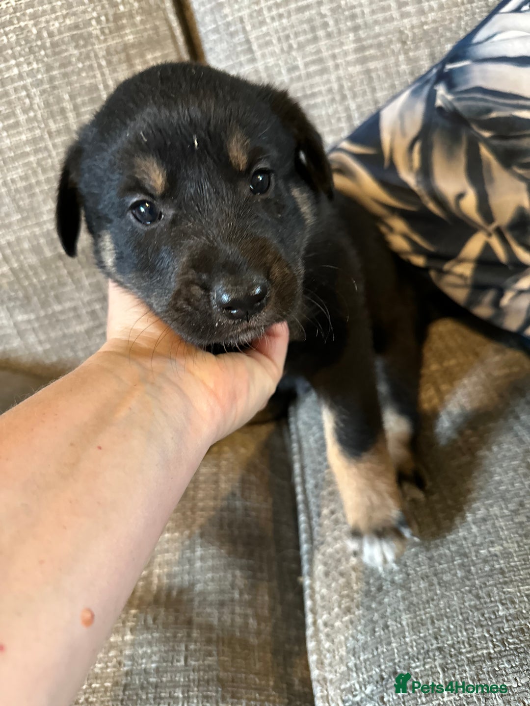 Mixed Breed dogs for sale: Kelpie x Border Collie pups available for new home - Image 6