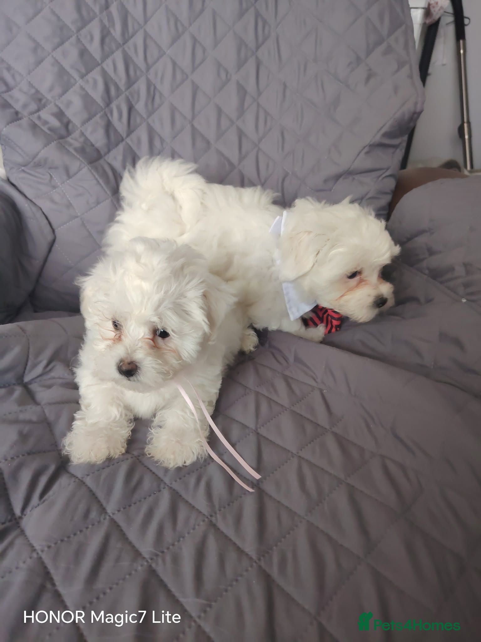 Maltese dogs Pure❤️ Maltese❤️puppies❤️  - Advert 2
