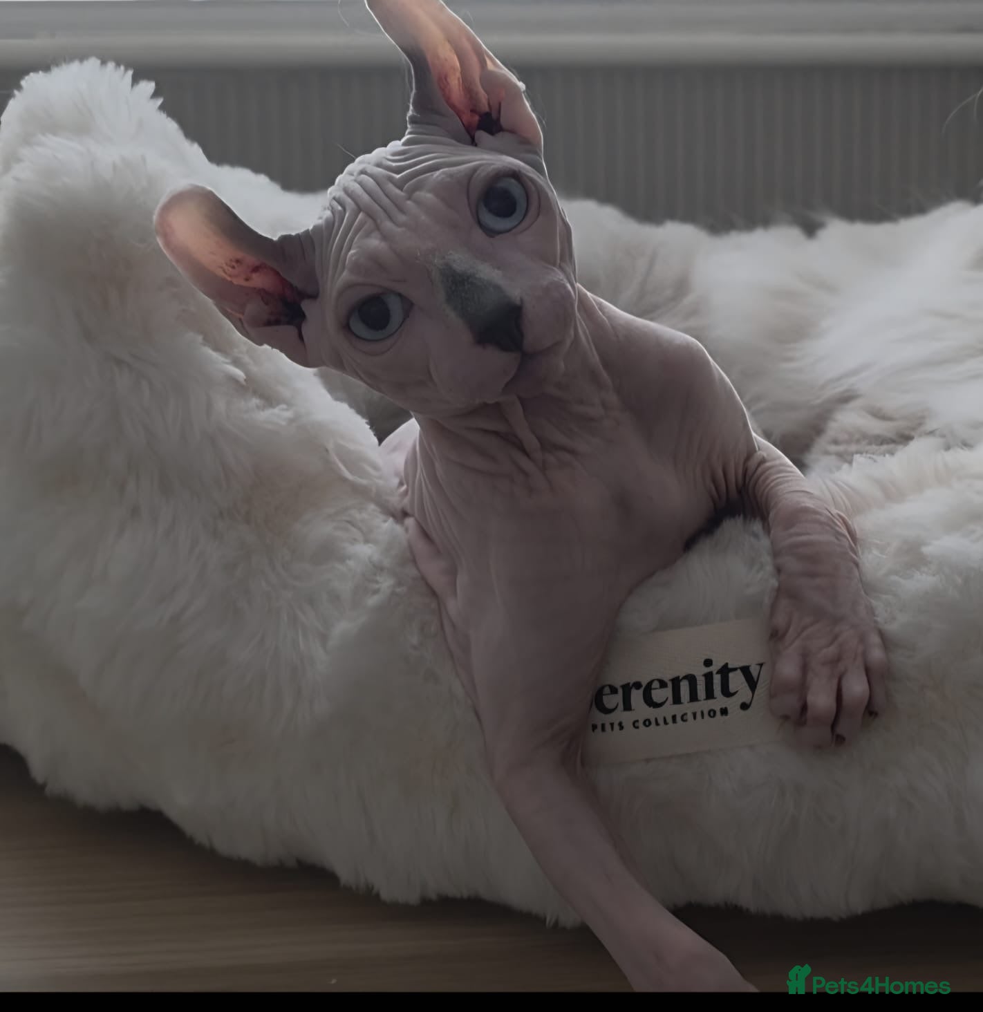 Sphynx cats 2 male Sphynx  - Advert 1