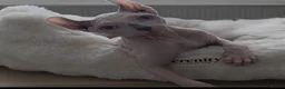 Sphynx cats for sale: 2 male Sphynx  - Advert 1